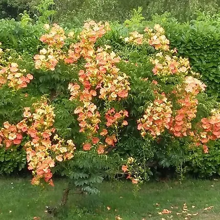 Casa de Férias Et Nature *