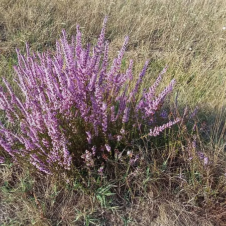Casa de Férias Et Nature Sanguinet